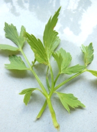 Lovely lovage